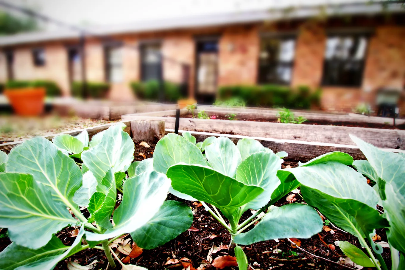 A raised vegetable garden bed growing outside the classrooms